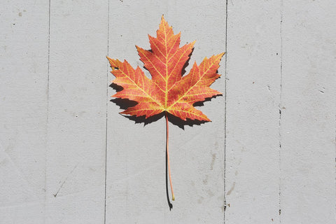 Happy Harvest! Rootastes’ Fall Menu is Here