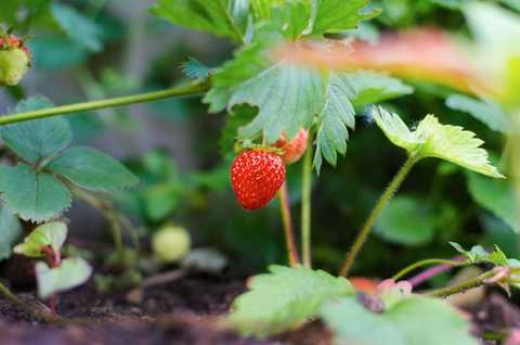 Take The Local: Why Eating Local is Better